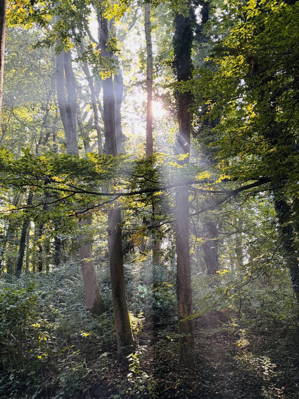 A forest path bathed in light, evoking the connection to ancestral roots